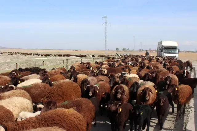 Iğdırlı besiciler Ağrı Dağı'nın yolunu tuttu Iğdırlı besiciler Ağrı Dağı'nın yolunu tuttu