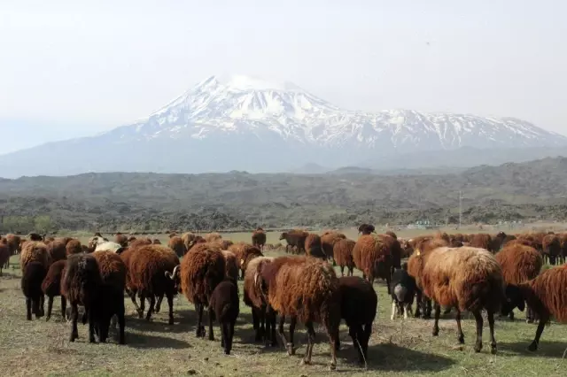 Iğdırlı besiciler Ağrı Dağı'nın yolunu tuttu Iğdırlı besiciler Ağrı Dağı'nın yolunu tuttu