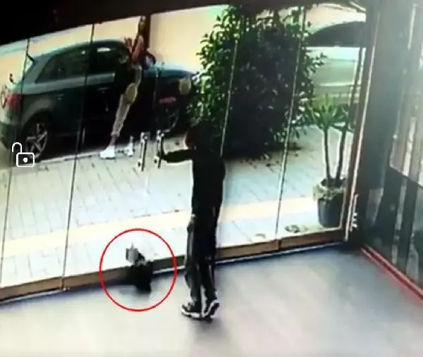 İZMİR İKİ ÇOCUĞUN KEDİYİ BAYILTANA KADAR DÖVMESİNE TEPKİ İZMİR İKİ ÇOCUĞUN KEDİYİ BAYILTANA KADAR DÖVMESİNE TEPKİ