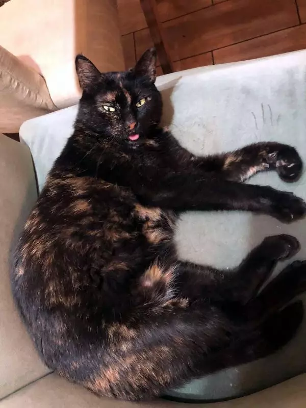 İZMİR İKİ ÇOCUĞUN KEDİYİ BAYILTANA KADAR DÖVMESİNE TEPKİ İZMİR İKİ ÇOCUĞUN KEDİYİ BAYILTANA KADAR DÖVMESİNE TEPKİ