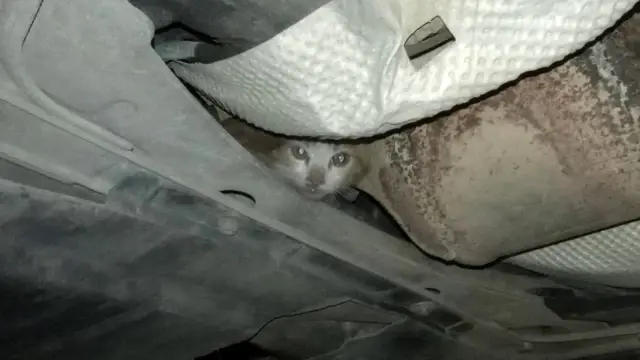 İnatçı kedi herkesi yıldırdı İnatçı kedi herkesi yıldırdı