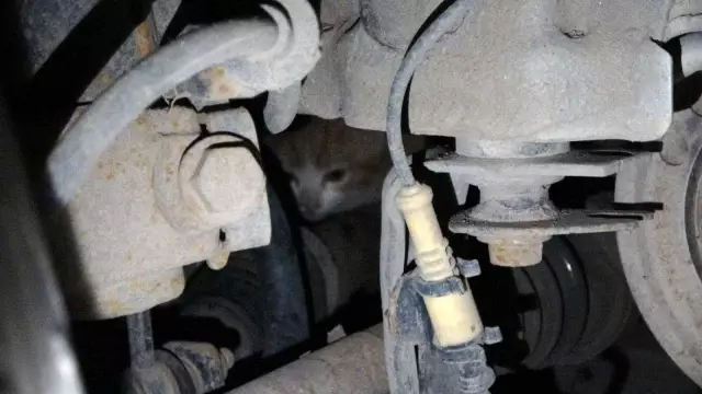 İnatçı kedi herkesi yıldırdı İnatçı kedi herkesi yıldırdı