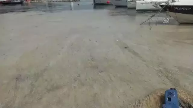İzmit Körfezi'nde görülen deniz salyası etkisini sürdürüyor