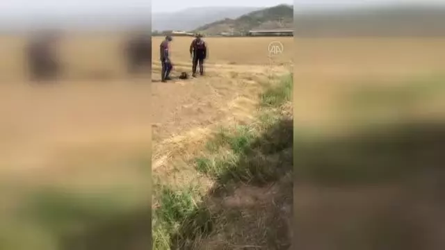 Jandarma ekibi yol kenarında yaralı halde bulduğu köpeği tedavi ettirdi Jandarma ekibi yol kenarında yaralı halde bulduğu köpeği tedavi ettirdi