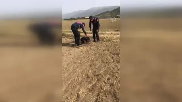 Jandarma ekibi yol kenarında yaralı halde bulduğu köpeği tedavi ettirdi Jandarma ekibi yol kenarında yaralı halde bulduğu köpeği tedavi ettirdi