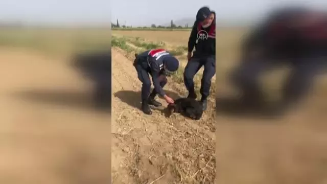 Jandarma ekibi yol kenarında yaralı halde bulduğu köpeği tedavi ettirdi Jandarma ekibi yol kenarında yaralı halde bulduğu köpeği tedavi ettirdi