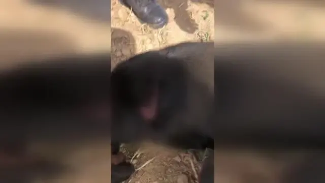 Jandarma ekibi yol kenarında yaralı halde bulduğu köpeği tedavi ettirdi Jandarma ekibi yol kenarında yaralı halde bulduğu köpeği tedavi ettirdi