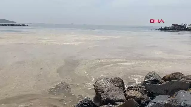 KADIKÖY CADDEBOSTAN SAHİLİ'NDE SALYA ARTIŞI KADIKÖY CADDEBOSTAN SAHİLİ'NDE SALYA ARTIŞI