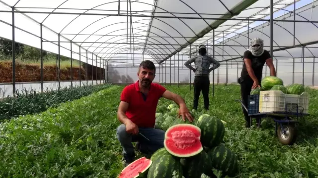 Karpuz üreticisi fiyattan memnun, ham kırımdan şikayetçi Karpuz üreticisi fiyattan memnun, ham kırımdan şikayetçi