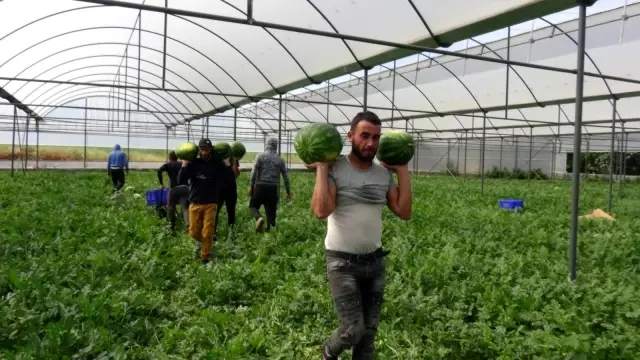 Karpuz üreticisi fiyattan memnun, ham kırımdan şikayetçi Karpuz üreticisi fiyattan memnun, ham kırımdan şikayetçi