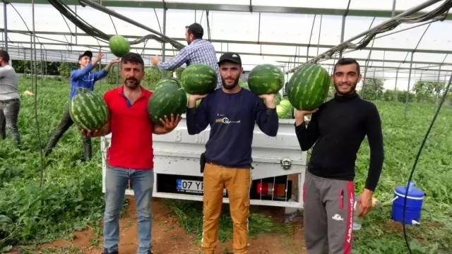 Karpuz üreticisi fiyattan memnun, ham kırımdan şikayetçi Karpuz üreticisi fiyattan memnun, ham kırımdan şikayetçi
