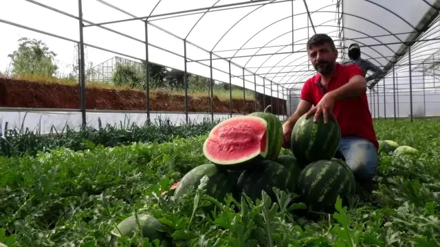 Karpuz üreticisi fiyattan memnun, ham kırımdan şikayetçi Karpuz üreticisi fiyattan memnun, ham kırımdan şikayetçi