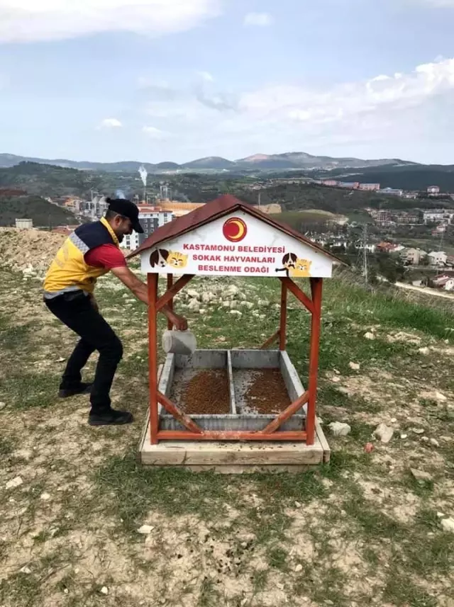 Kastamonu Belediyesi, sokak hayvanları ile kuşları besledi