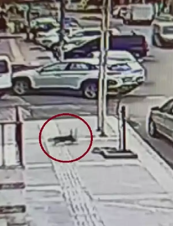 KARS KEDİ, 6'NCI KATIN BALKONUNDAN '4 AYAK ÜSTÜNE' DÜŞTÜ KARS KEDİ, 6'NCI KATIN BALKONUNDAN '4 AYAK ÜSTÜNE' DÜŞTÜ