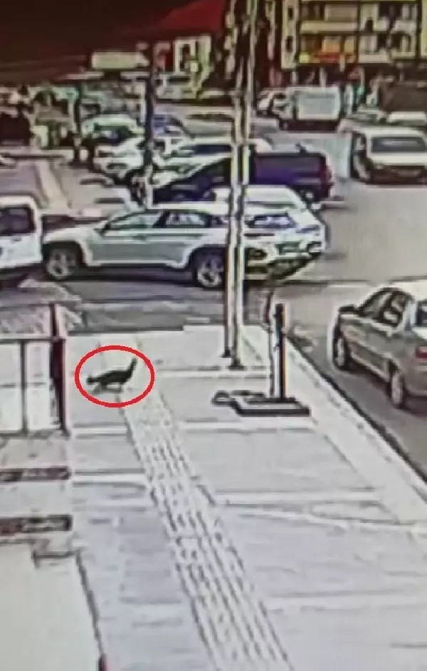 KARS KEDİ, 6'NCI KATIN BALKONUNDAN '4 AYAK ÜSTÜNE' DÜŞTÜ KARS KEDİ, 6'NCI KATIN BALKONUNDAN '4 AYAK ÜSTÜNE' DÜŞTÜ