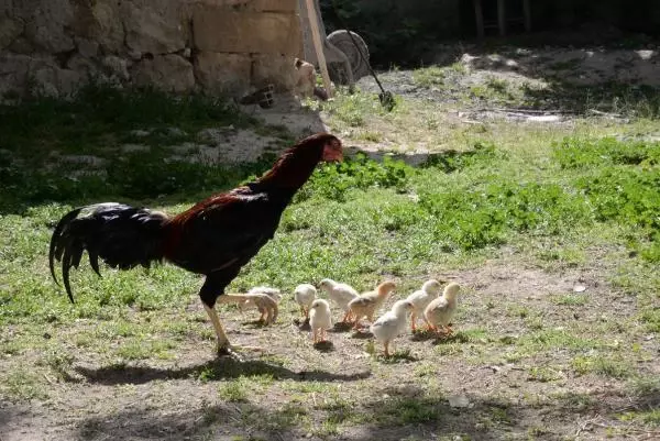 DİYARBAKIR KULUÇKAYA TAVUK YERİNE OTURAN HOROZ, CİVCİVLERE ANNELİK YAPIYOR DİYARBAKIR KULUÇKAYA TAVUK YERİNE OTURAN HOROZ, CİVCİVLERE ANNELİK YAPIYOR