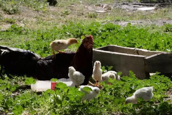 DİYARBAKIR KULUÇKAYA TAVUK YERİNE OTURAN HOROZ, CİVCİVLERE ANNELİK YAPIYOR DİYARBAKIR KULUÇKAYA TAVUK YERİNE OTURAN HOROZ, CİVCİVLERE ANNELİK YAPIYOR