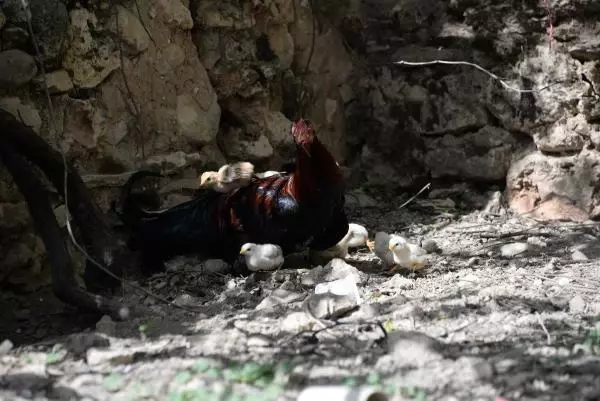 DİYARBAKIR KULUÇKAYA TAVUK YERİNE OTURAN HOROZ, CİVCİVLERE ANNELİK YAPIYOR DİYARBAKIR KULUÇKAYA TAVUK YERİNE OTURAN HOROZ, CİVCİVLERE ANNELİK YAPIYOR
