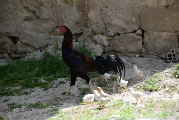 DİYARBAKIR KULUÇKAYA TAVUK YERİNE OTURAN HOROZ, CİVCİVLERE ANNELİK YAPIYOR DİYARBAKIR KULUÇKAYA TAVUK YERİNE OTURAN HOROZ, CİVCİVLERE ANNELİK YAPIYOR