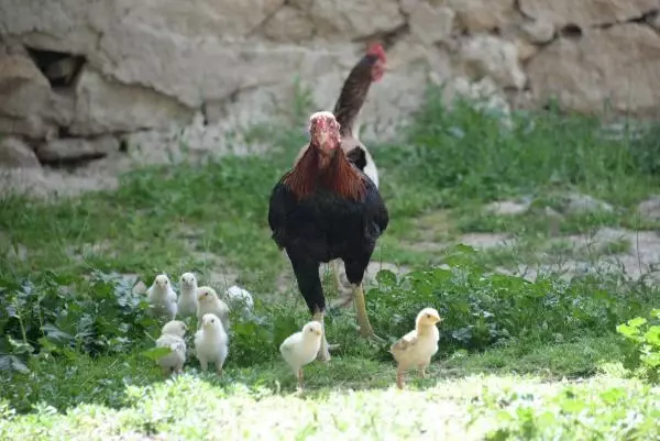 DİYARBAKIR KULUÇKAYA TAVUK YERİNE OTURAN HOROZ, CİVCİVLERE ANNELİK YAPIYOR DİYARBAKIR KULUÇKAYA TAVUK YERİNE OTURAN HOROZ, CİVCİVLERE ANNELİK YAPIYOR