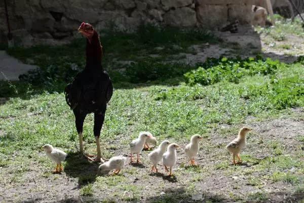 DİYARBAKIR KULUÇKAYA TAVUK YERİNE OTURAN HOROZ, CİVCİVLERE ANNELİK YAPIYOR DİYARBAKIR KULUÇKAYA TAVUK YERİNE OTURAN HOROZ, CİVCİVLERE ANNELİK YAPIYOR