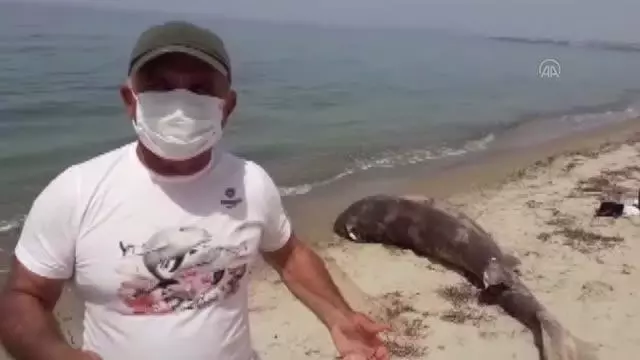 Son dakika! Kuşadası'nda sahilde köpek balığı ölüsü bulundu Son dakika! Kuşadası'nda sahilde köpek balığı ölüsü bulundu