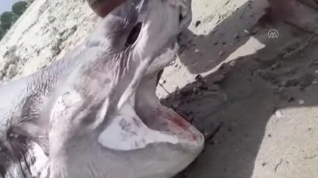 Son dakika! Kuşadası'nda sahilde köpek balığı ölüsü bulundu Son dakika! Kuşadası'nda sahilde köpek balığı ölüsü bulundu