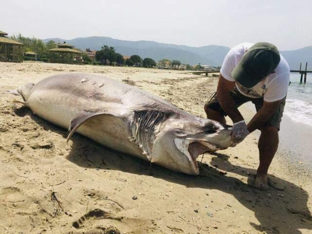 Kuşadası sahilde 3.7 metre uzunluğunda ölü bir köpekbalığı bulundu Kuşadası sahilde 3.7 metre uzunluğunda ölü bir köpekbalığı bulundu