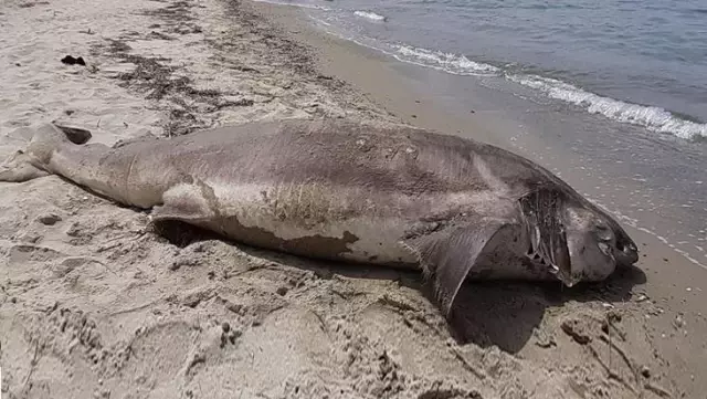 Kuşadası sahilde 3.7 metre uzunluğunda ölü bir köpekbalığı bulundu Kuşadası sahilde 3.7 metre uzunluğunda ölü bir köpekbalığı bulundu