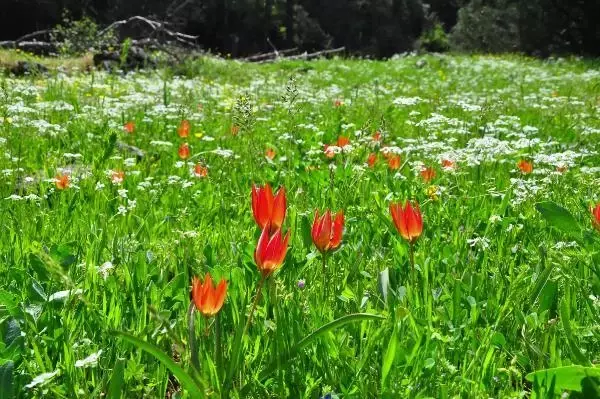 Yılda bir kez açan Manisa lalesini koparan yanar: 80 bin lira cezası var Yılda bir kez açan Manisa lalesini koparan yanar: 80 bin lira cezası var