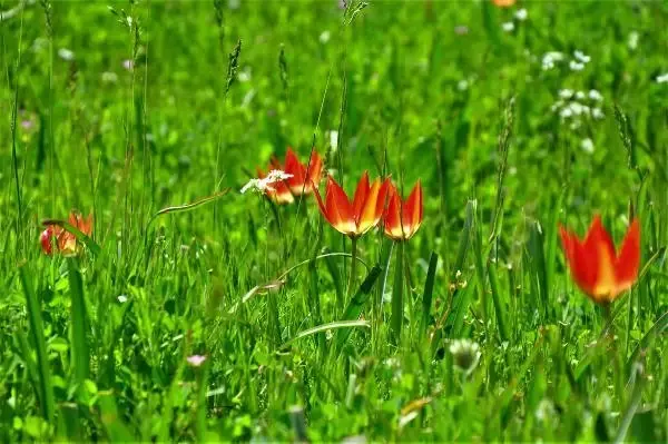 Yılda bir kez açan Manisa lalesini koparan yanar: 80 bin lira cezası var Yılda bir kez açan Manisa lalesini koparan yanar: 80 bin lira cezası var