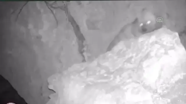 Nesli tükenme tehlikesindeki çizgili sırtlan fotokapanla görüntülendi Nesli tükenme tehlikesindeki çizgili sırtlan fotokapanla görüntülendi