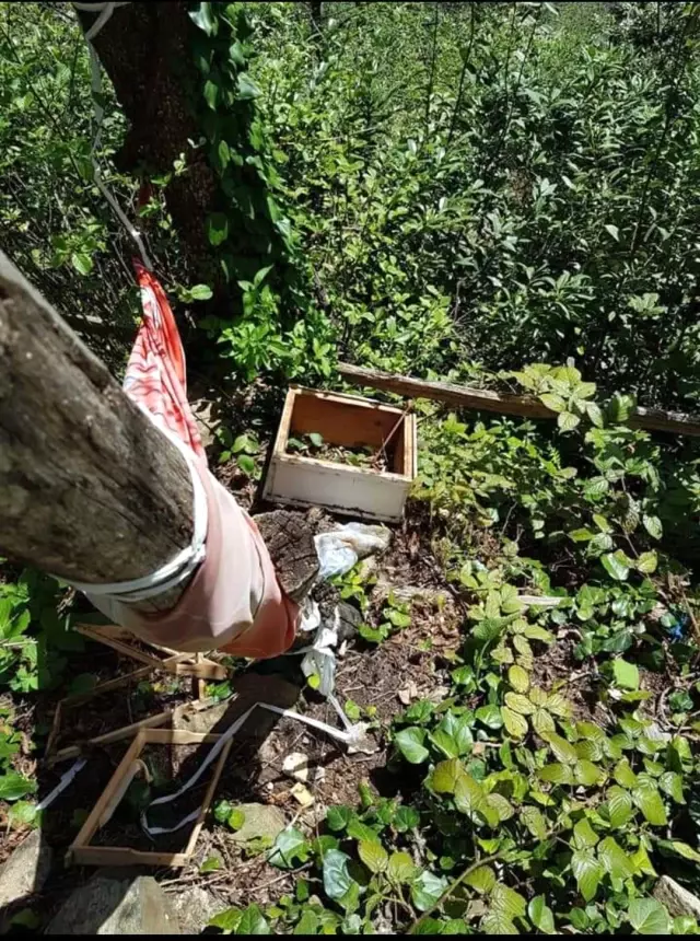 Önce yatağına yatmış sonra kovanlarını parçalamış Önce yatağına yatmış sonra kovanlarını parçalamış