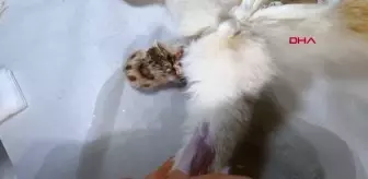 Sumbas: OSMANİYE ZAMANINDA MÜDAHALE EDİLEMEDİ, OTOMOBİL ÇARPAN KEDİNİN SAĞ BACAĞI KESİLDİ Sumbas: OSMANİYE ZAMANINDA MÜDAHALE EDİLEMEDİ, OTOMOBİL ÇARPAN KEDİNİN SAĞ BACAĞI KESİLDİ