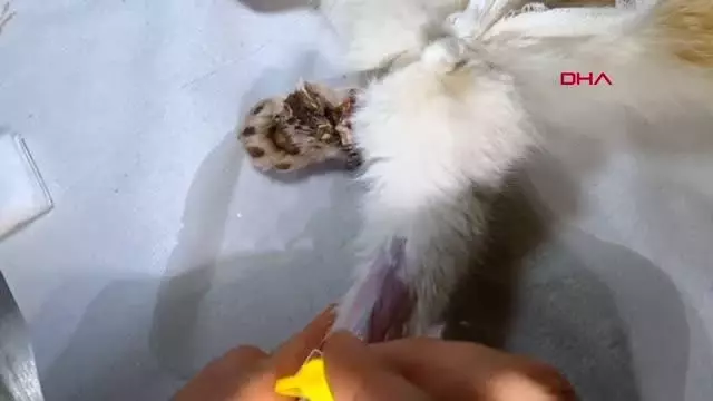 OSMANİYE ZAMANINDA MÜDAHALE EDİLEMEDİ, OTOMOBİL ÇARPAN KEDİNİN SAĞ BACAĞI KESİLDİ OSMANİYE ZAMANINDA MÜDAHALE EDİLEMEDİ, OTOMOBİL ÇARPAN KEDİNİN SAĞ BACAĞI KESİLDİ