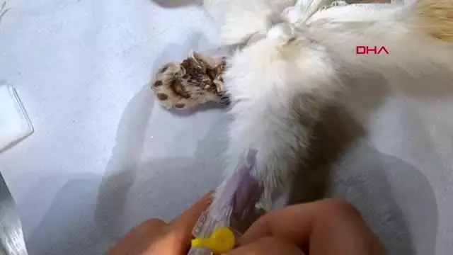 OSMANİYE ZAMANINDA MÜDAHALE EDİLEMEDİ, OTOMOBİL ÇARPAN KEDİNİN SAĞ BACAĞI KESİLDİ OSMANİYE ZAMANINDA MÜDAHALE EDİLEMEDİ, OTOMOBİL ÇARPAN KEDİNİN SAĞ BACAĞI KESİLDİ