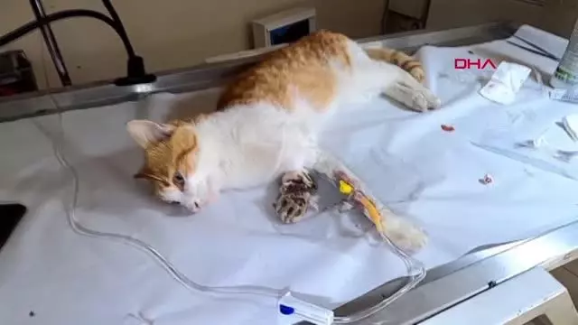 OSMANİYE ZAMANINDA MÜDAHALE EDİLEMEDİ, OTOMOBİL ÇARPAN KEDİNİN SAĞ BACAĞI KESİLDİ OSMANİYE ZAMANINDA MÜDAHALE EDİLEMEDİ, OTOMOBİL ÇARPAN KEDİNİN SAĞ BACAĞI KESİLDİ