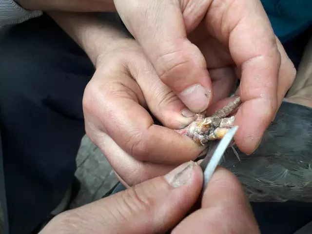 Özgürlüğüne kavuşturdular.. Ayağına ip dolanan kuşu vatandaşlar kurtardı Özgürlüğüne kavuşturdular.. Ayağına ip dolanan kuşu vatandaşlar kurtardı