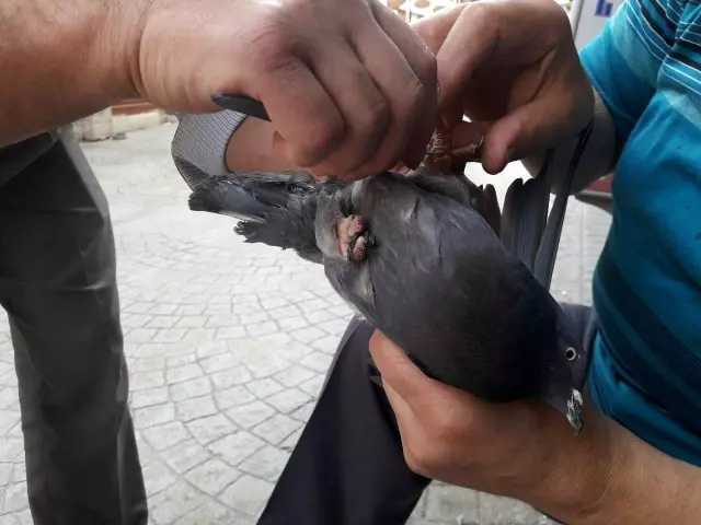Özgürlüğüne kavuşturdular.. Ayağına ip dolanan kuşu vatandaşlar kurtardı Özgürlüğüne kavuşturdular.. Ayağına ip dolanan kuşu vatandaşlar kurtardı