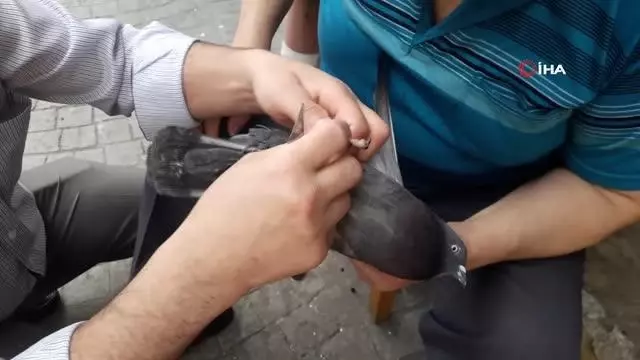 Özgürlüğüne kavuşturdular.. Ayağına ip dolanan kuşu vatandaşlar kurtardı Özgürlüğüne kavuşturdular.. Ayağına ip dolanan kuşu vatandaşlar kurtardı