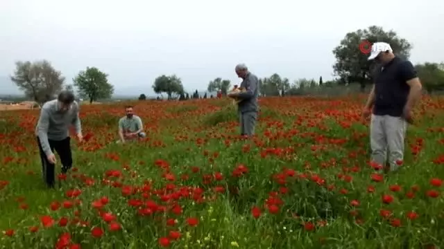 Şerbet için gelincik hasadı yaptılar Şerbet için gelincik hasadı yaptılar