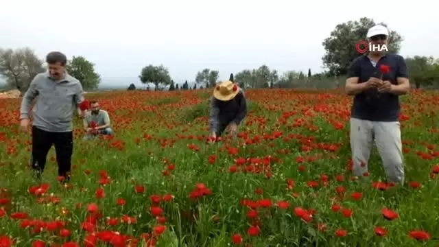 Şerbet için gelincik hasadı yaptılar Şerbet için gelincik hasadı yaptılar