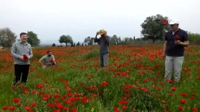 Şerbet için gelincik hasadı yaptılar Şerbet için gelincik hasadı yaptılar