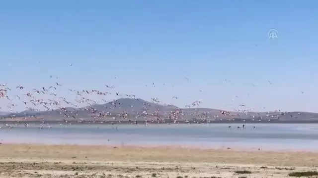 Son dakika haberleri... Seyfe Gölü Kuş Cenneti'nin gönüllü tanıtım elçisi Kovid-19 nedeniyle hayatını kaybetti Son dakika haberleri... Seyfe Gölü Kuş Cenneti'nin gönüllü tanıtım elçisi Kovid-19 nedeniyle hayatını kaybetti