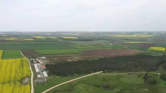 Silivri'de yerli ayçiçeği tohumu için deneme ekimi yapıldı Silivri'de yerli ayçiçeği tohumu için deneme ekimi yapıldı