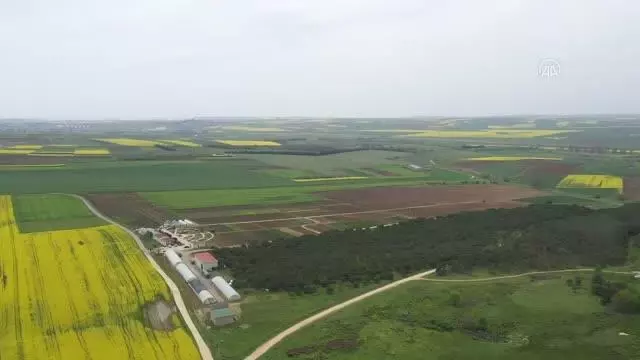 Silivri'de yerli ayçiçeği tohumu için deneme ekimi yapıldı Silivri'de yerli ayçiçeği tohumu için deneme ekimi yapıldı