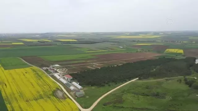 Silivri'de yerli ayçiçeği tohumu için deneme ekimi yapıldı Silivri'de yerli ayçiçeği tohumu için deneme ekimi yapıldı