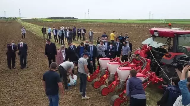 Silivri'de yerli ayçiçeği tohumu için deneme ekimi yapıldı Silivri'de yerli ayçiçeği tohumu için deneme ekimi yapıldı