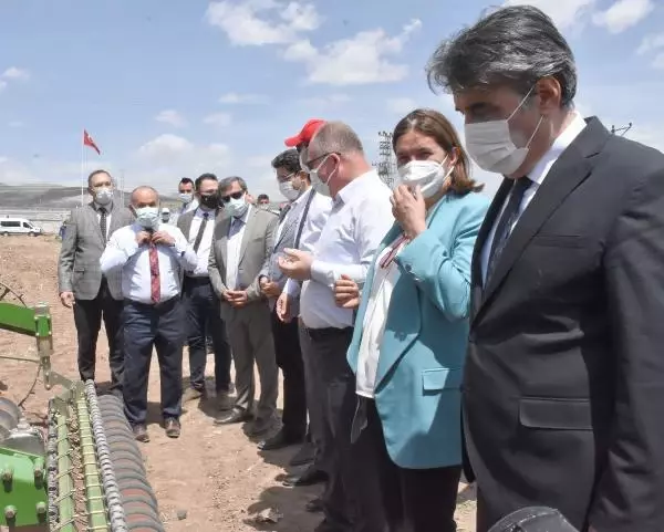 SİVAS'TA İLK KEZ KENEVİR EKİMİ YAPILDI SİVAS'TA İLK KEZ KENEVİR EKİMİ YAPILDI