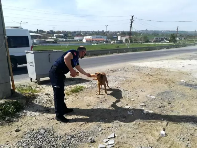 Sokakta yaşayan canlar, tam kapanmada Süleymanpaşa Zabıtasına emanet Sokakta yaşayan canlar, tam kapanmada Süleymanpaşa Zabıtasına emanet